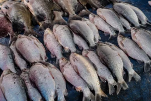 Peixe na Sexta-Feira Santa é tradição, não obrigação