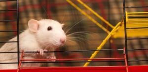 Pela 1ª vez, cientistas conseguem reviver cérebro congelado de ratos