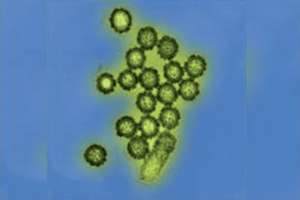Goiás confirma três casos da variante em cidades distintas