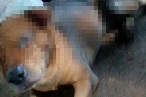 Polícia prende suspeito de atear fogo em cachorro com gasolina