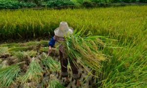 Desafios persistem na garantia de direitos a trabalhadores rurais no Brasil
