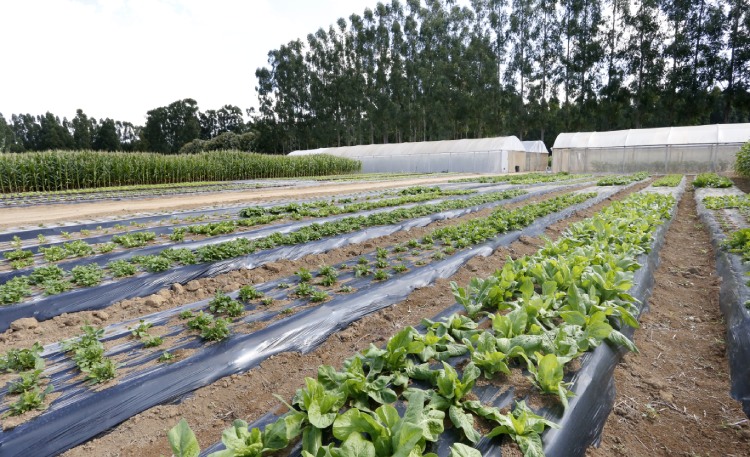 Inscrições abertas para startups no Inova AgroBrasília 2026