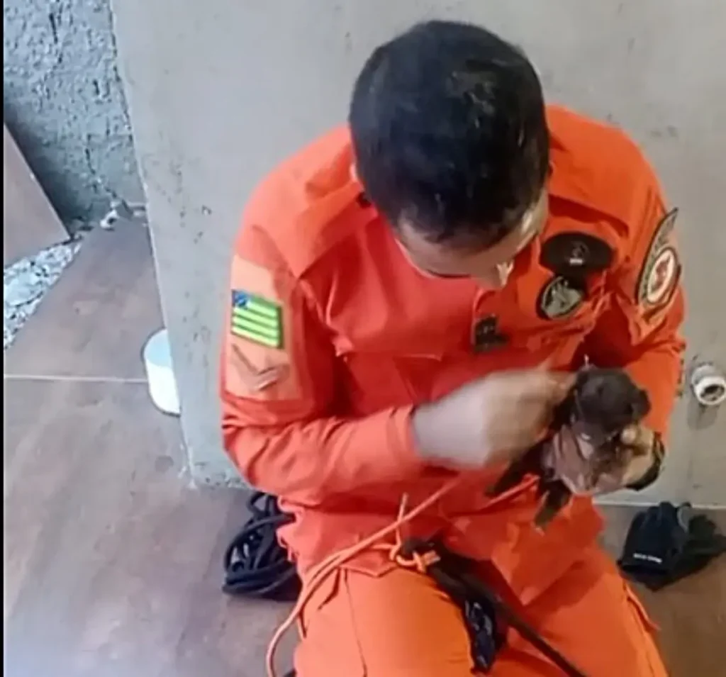 Socorristas usam técnica de "pesca" para içar cãozinho de fossa em Cidade Ocidental