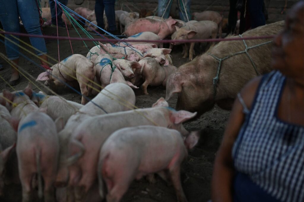Dinheiro vivo ou escambo: o agitado mercado de animais de El Salvador