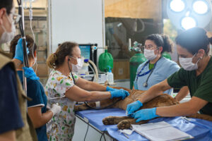 Zoológico de Brasília lança edital para serviços médico-veterinários