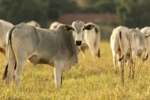 Brasil pode perder quase US$ 2 bi em vendas de carne para UE