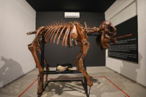 Museu do Zoo de Brasília reabre com novo roteiro e acessibilidade