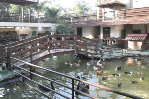 Operação contra tráfico resgata 160 animais em rancho de MG