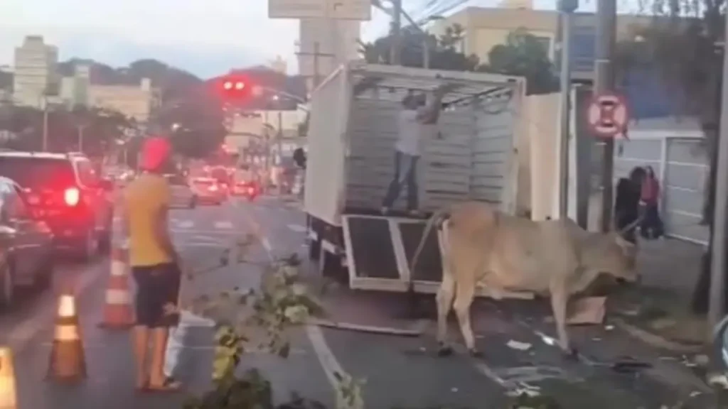 Vaca sendo resgatada - (Foto: reprodução)
