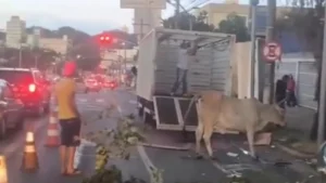 Vaca sendo resgatada - (Foto: reprodução)