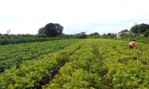 PGFN lança edital do Desenrola Rural para renegociar dívidas rurais até dezembro