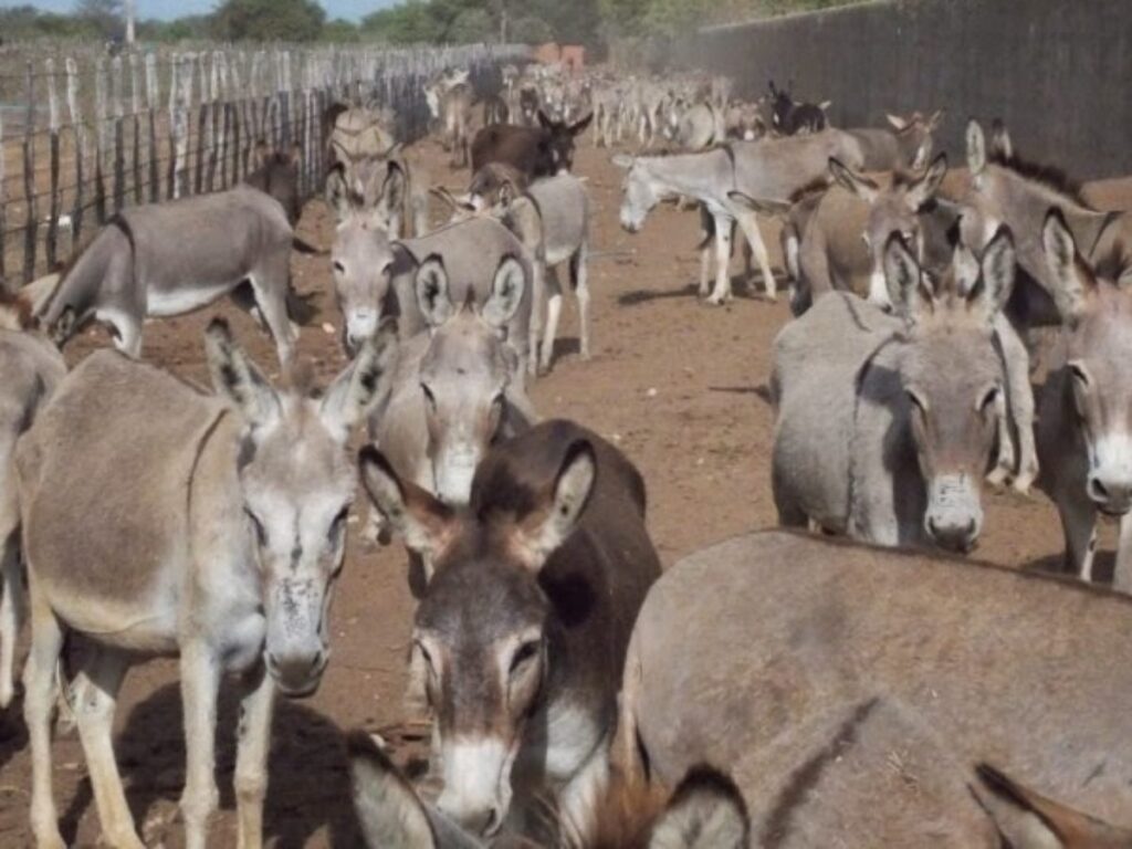 Risco de extinção de jumentos no Brasil mobiliza Câmara contra abate
