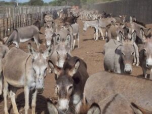 Risco de extinção de jumentos no Brasil mobiliza Câmara contra abate