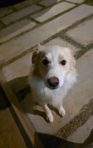 caso coleira de choque em cachorro