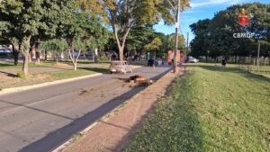 Cavalo morre após ser atingido por veículo em Planaltina