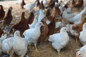 DF estende emergência zoossanitária por gripe aviária