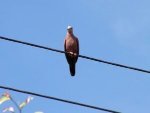 DF abre consulta pública sobre proteção da fauna na rede elétrica