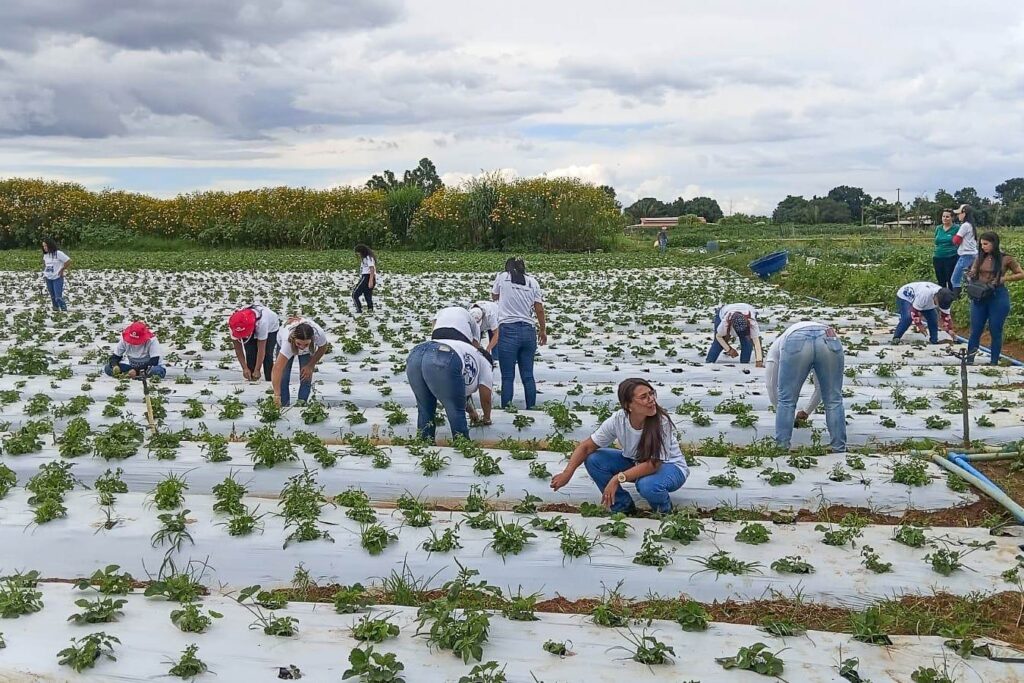 Mais de 100 mulheres recebem certificado de capacitação rural em Brazlândia