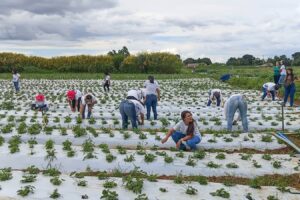 Mais de 100 mulheres recebem certificado de capacitação rural em Brazlândia