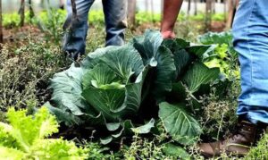 Medida provisória de R$ 190 mi para agricultura familiar caduca sem votação