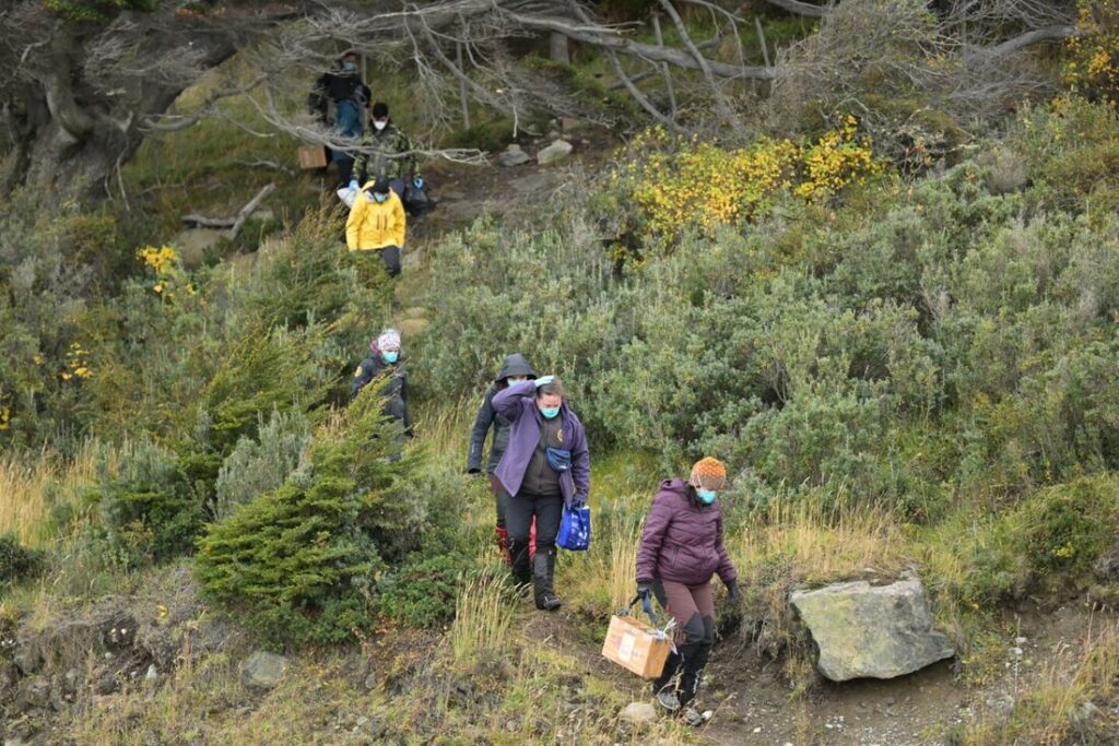 Cientistas argentinos recolhem roedores em Ushuaia para descartar presença do hantavírus