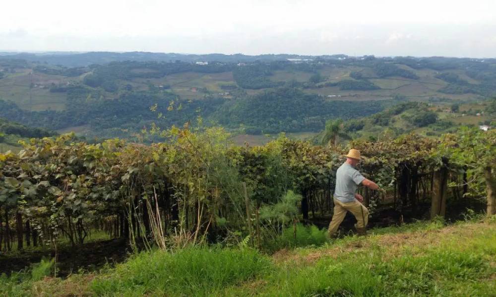 Após Censo Agro atrasado, Pochmann quer pesquisa amostral anual sobre campo no IBGE