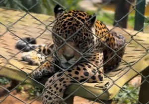 Onça-pintada recebe prótese de titânio após fraturar canino em Goiás
