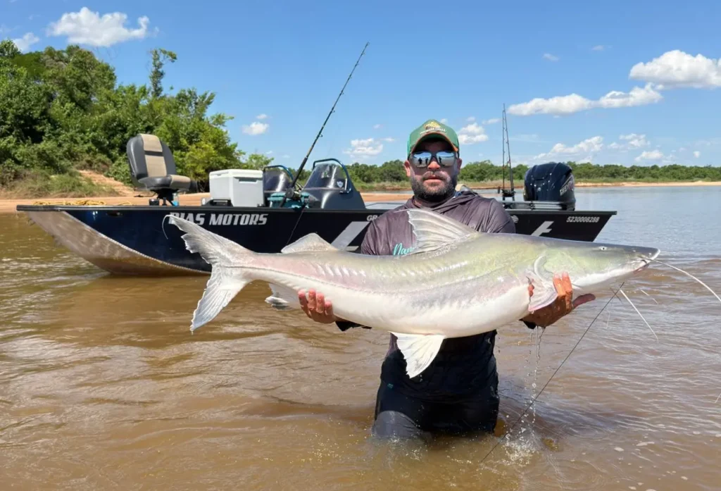 Guia de pesca fisga piraíba de mais de 2 metros no rio Araguaia