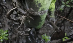 Estudo detecta mercúrio e chumbo em caranguejos-uçá no Paraná