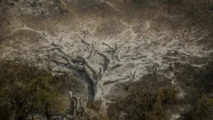 Mudanças climáticas já afetam 85% dos brasileiros, diz pesquisa