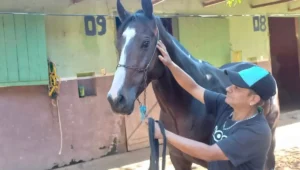Jóqueis, donos ou cavalariços: quem os cavalos mais amam?
