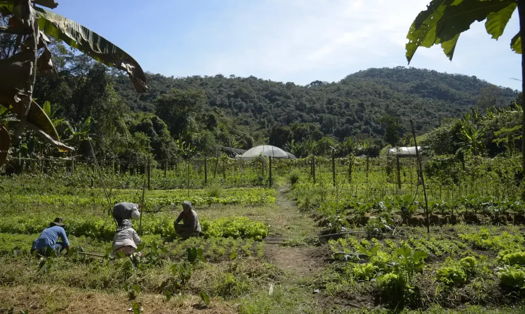 Meu Imóvel Rural supera 500 mil acessos e amplia funções
