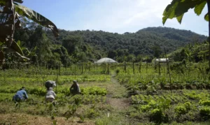 Meu Imóvel Rural supera 500 mil acessos e amplia funções