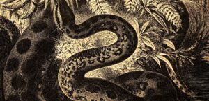 Fóssil de serpente gigante revela uma das maiores cobras que já existiram