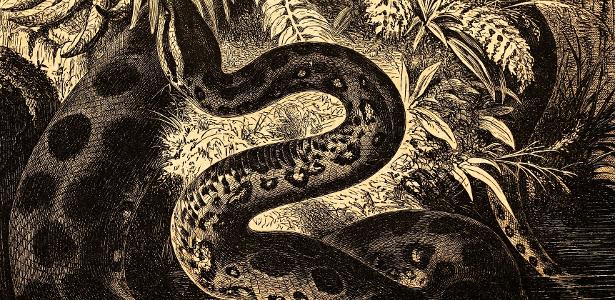 Fóssil de serpente gigante revela uma das maiores cobras que já existiram