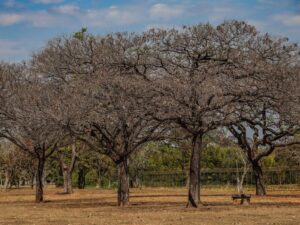 DF entra em período de seca com umidade em declínio e temperaturas de até 28°C 