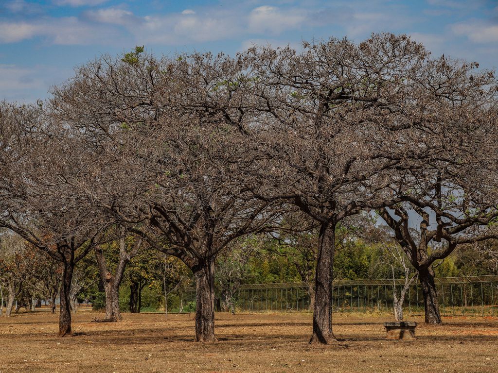 DF entra em período de seca com umidade em declínio e temperaturas de até 28°C 