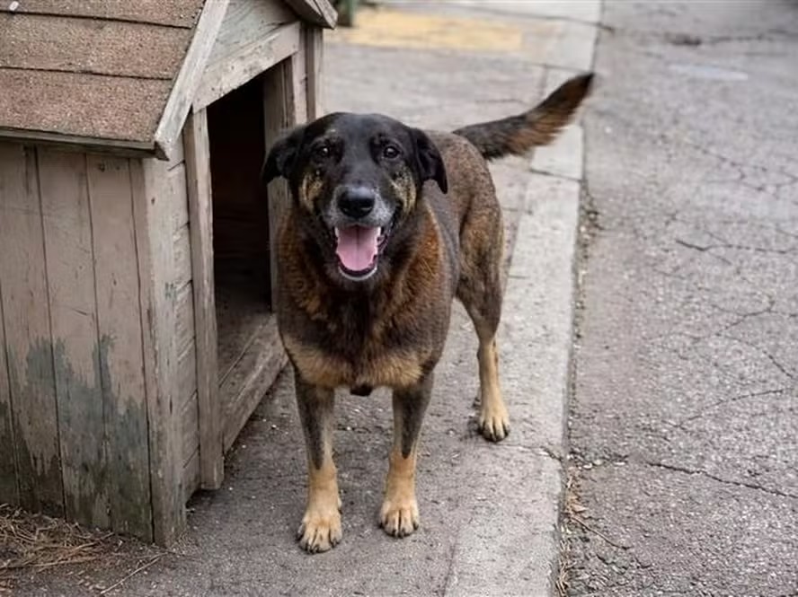 Cão Orelha não morreu por agressão de adolescentes, e MP pede arquivamento