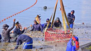 Pesca e aquicultura geram mais de 1 milhão de empregos no Brasil