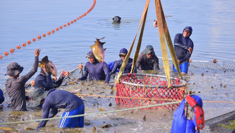 Pesca e aquicultura geram mais de 1 milhão de empregos no Brasil