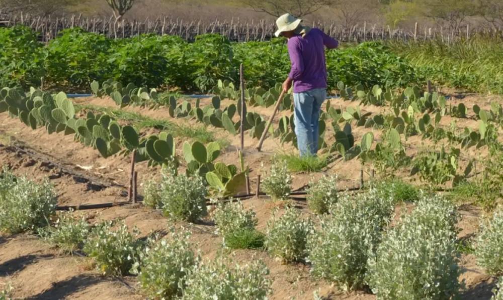 Emater-DF reúne produtores e delegações na AgroBrasília 2026