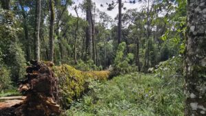 Por que cientistas tentam ‘clonar’ a quarta maior araucária do país