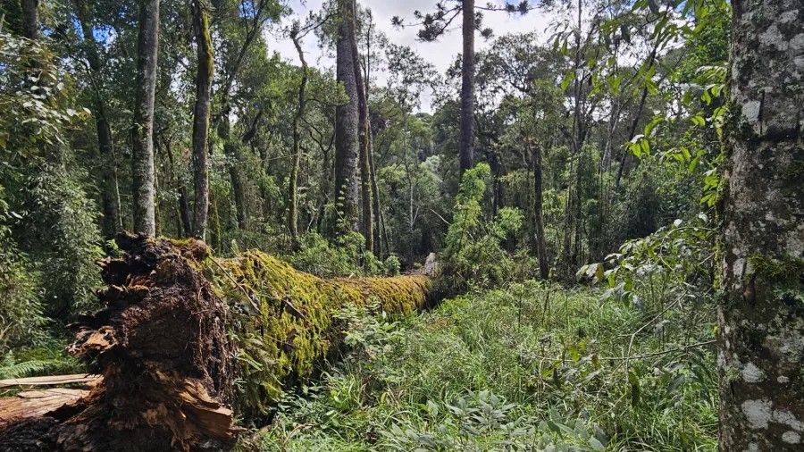 Por que cientistas tentam ‘clonar’ a quarta maior araucária do país