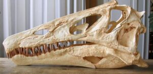 Alemanha vai devolver crânio de dinossauro levado ilegalmente do Brasil