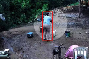 Mulher é investigada por matar cachorro com picareta em Porto Alegre