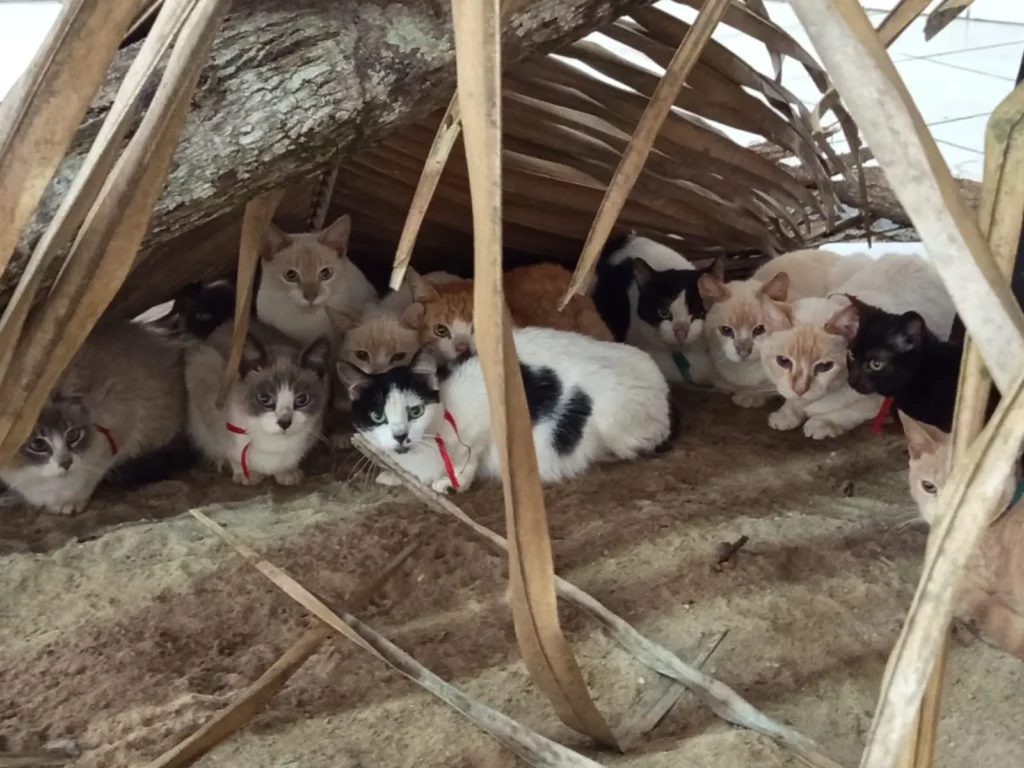 Gatos resgatados de maus-tratos em Itauçu são colocados para adoção