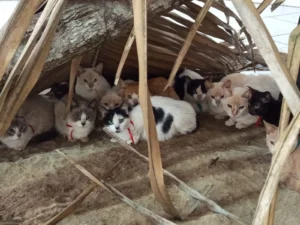 Gatos resgatados de maus-tratos em Itauçu são colocados para adoção