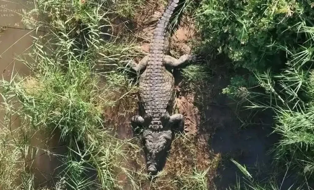 polícia encontra restos humanos em crocodilo na África