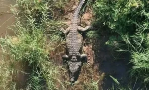polícia encontra restos humanos em crocodilo na África