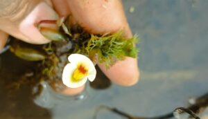 Planta carnívora rara reaparece no Nordeste após 80 anos